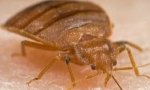 Simptomi ugriza ugriza kreveta